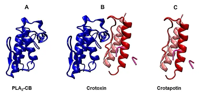 Prueban las propiedades contra el virus de la hepatitis C de tres compuestos aislados del veneno de una especie de cascabe/Jacqueline Farinha Shimizu et al., 2018