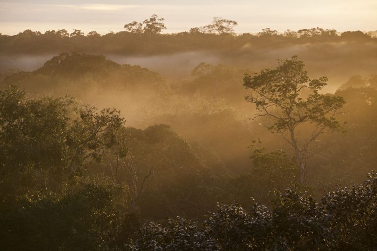 AmazonFACE Amazonia