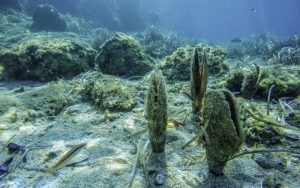 Micromecenazgo para salvar la nacra del delta del Ebro tras el temporal Gloria