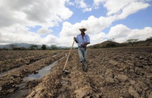 Lo que está en el suelo que se quede allí: conservar el carbono en la tierra para transformar los sistemas alimentarios