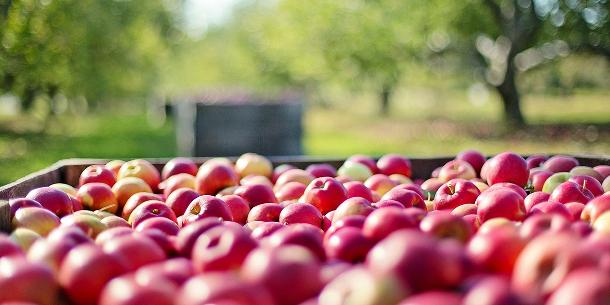 proyecto agrobridges