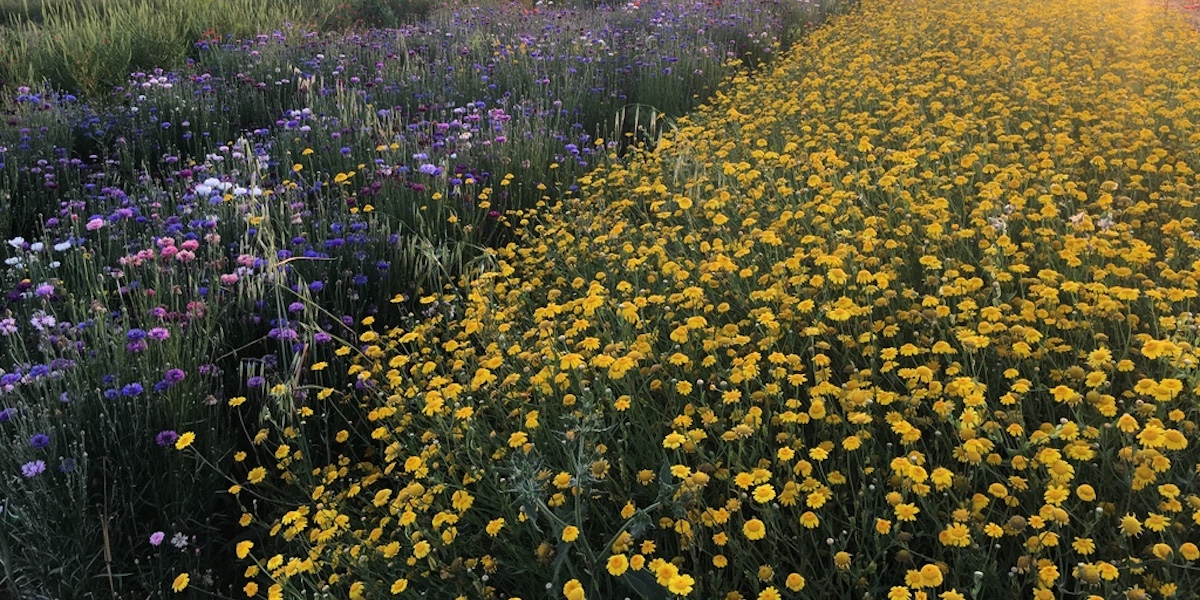 fleurs locales semillas flores