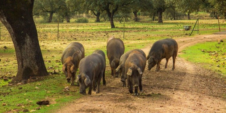 biodiversidad miteco