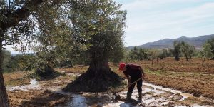 Olivos centenarios para impulsar la economía local