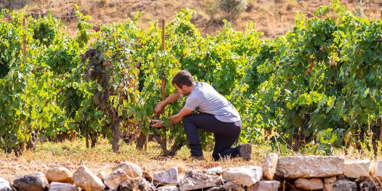 vinos barbadillo