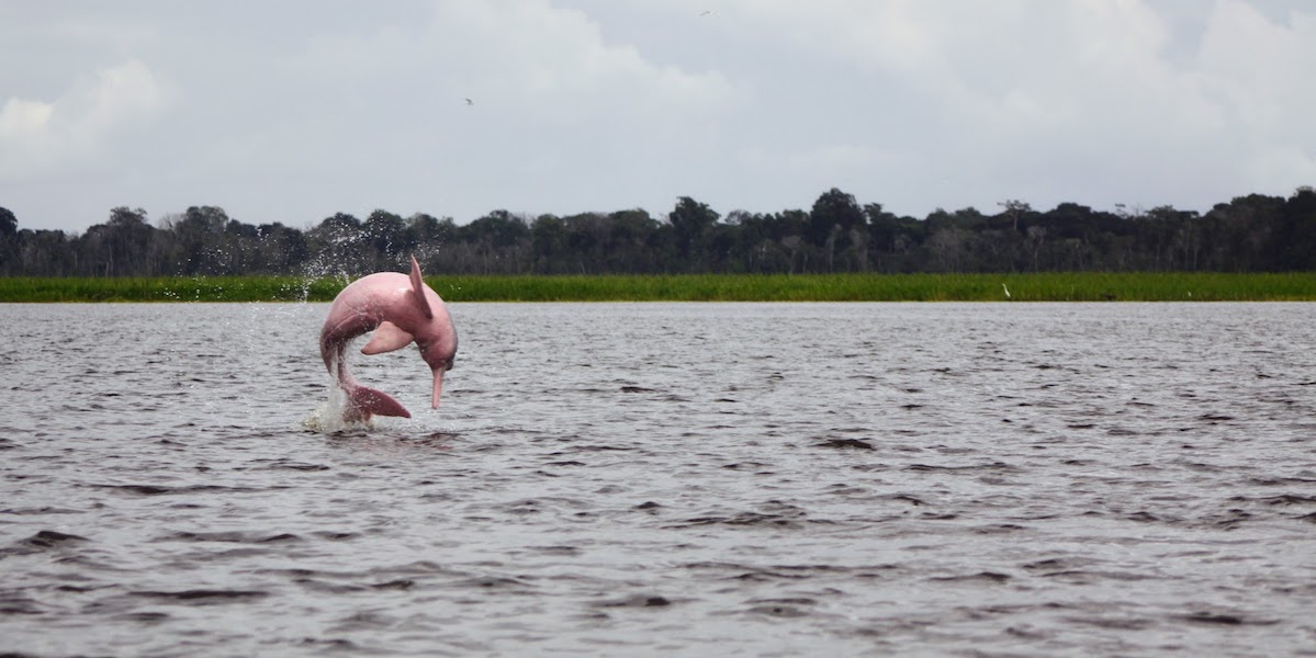 delfín delfines peligro extinción amazonas upc