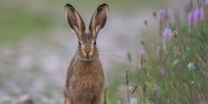 Bacterias e insectos para el Actimel de conejos y perdices