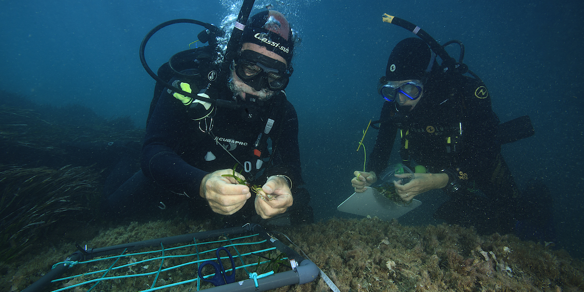 planta posidonia