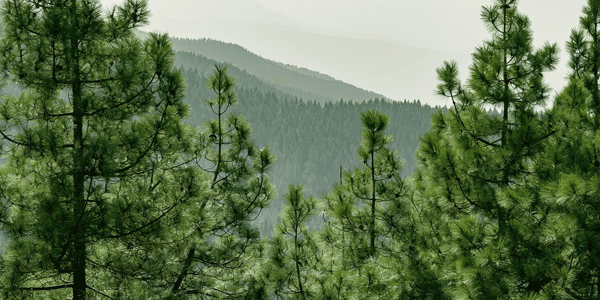 retree bosque reforestación pedro pérez de ayala