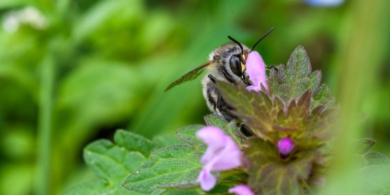 ley biodiversidad