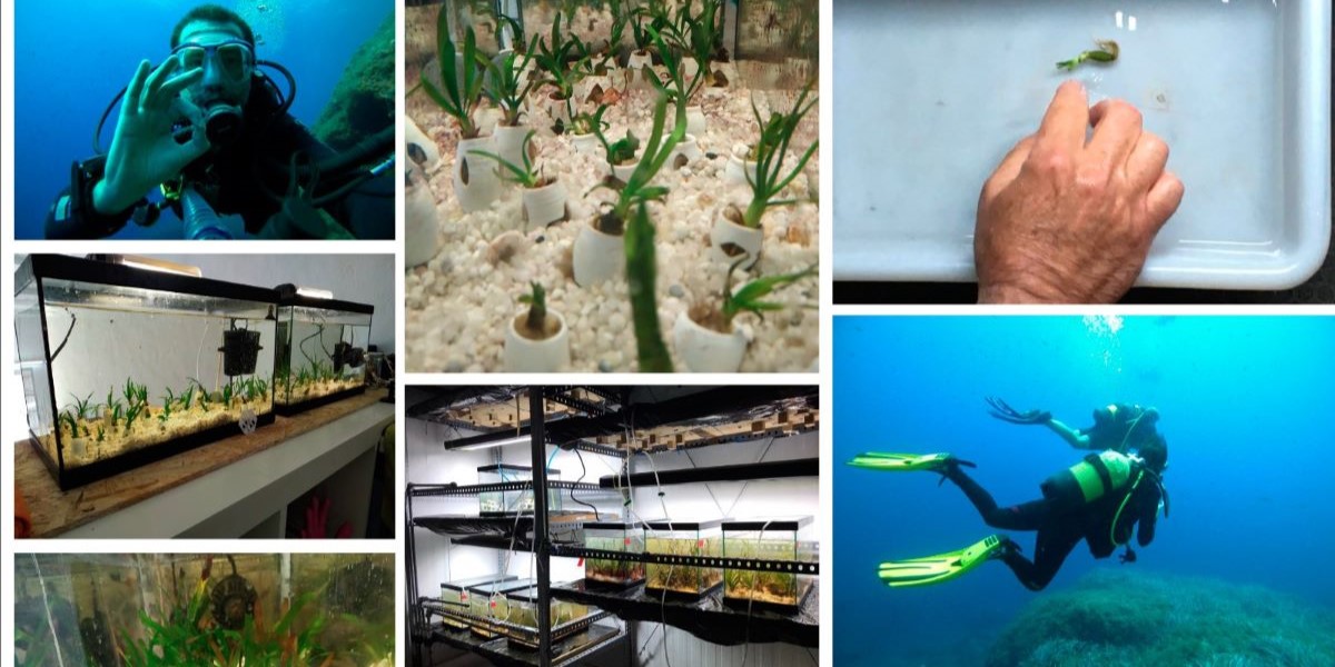 Arrecifes artificiales para recuperar el ecosistema del Mediterráneo