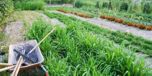 AgrosimbiosisLab: recuperar el Mar Menor con agroecología