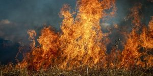 Recuperar campos abandonados para prevenir incendios