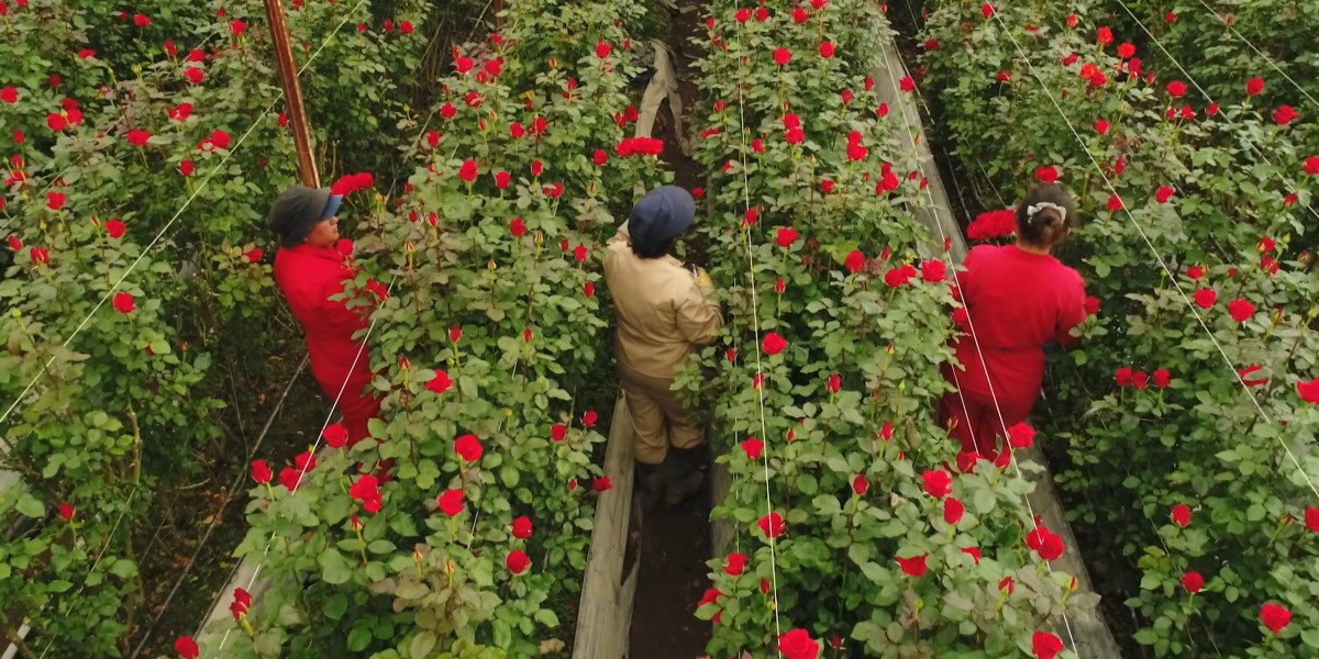 De Valencia a Colombia: flores preservadas para un mundo más sostenible