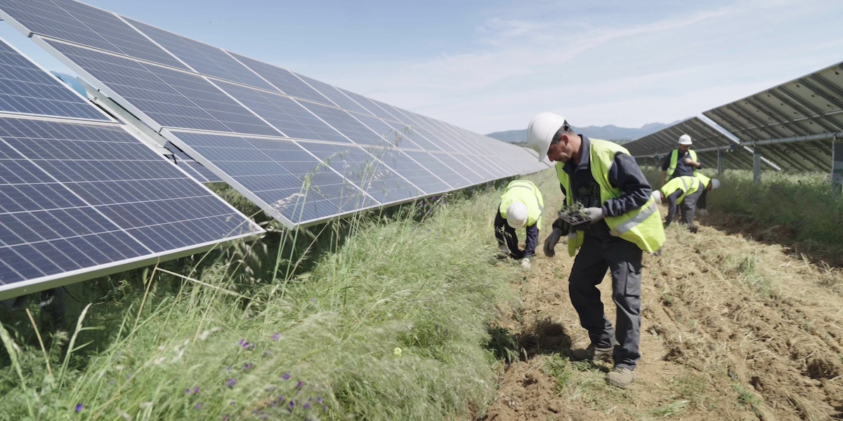 Cultivos de plantas aromáticas en paneles solares