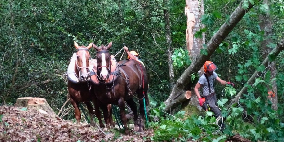Fortexval: caballos que ayudan a extraer recursos naturales del bosque