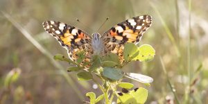 ¿Hacia dónde vuelan las mariposas?: el CSIC las descubre cruzando el Atlántico