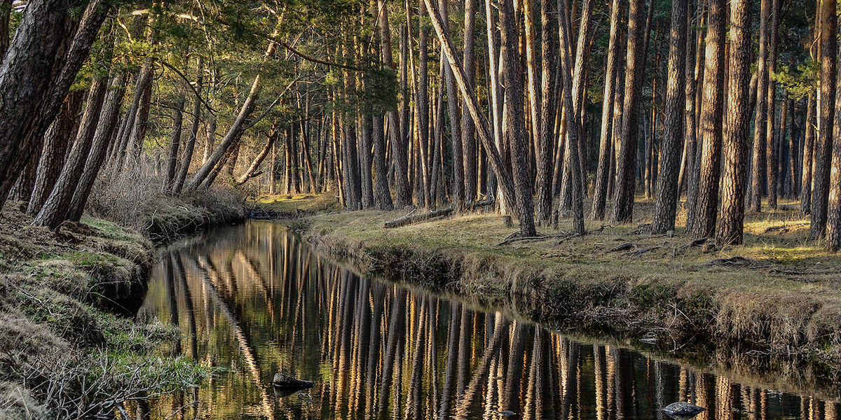 Reconecta: bioeconomía rural para gestionar los bosques abandonados