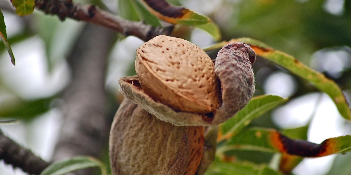 En busca de una nueva vida para los residuos de la almendra