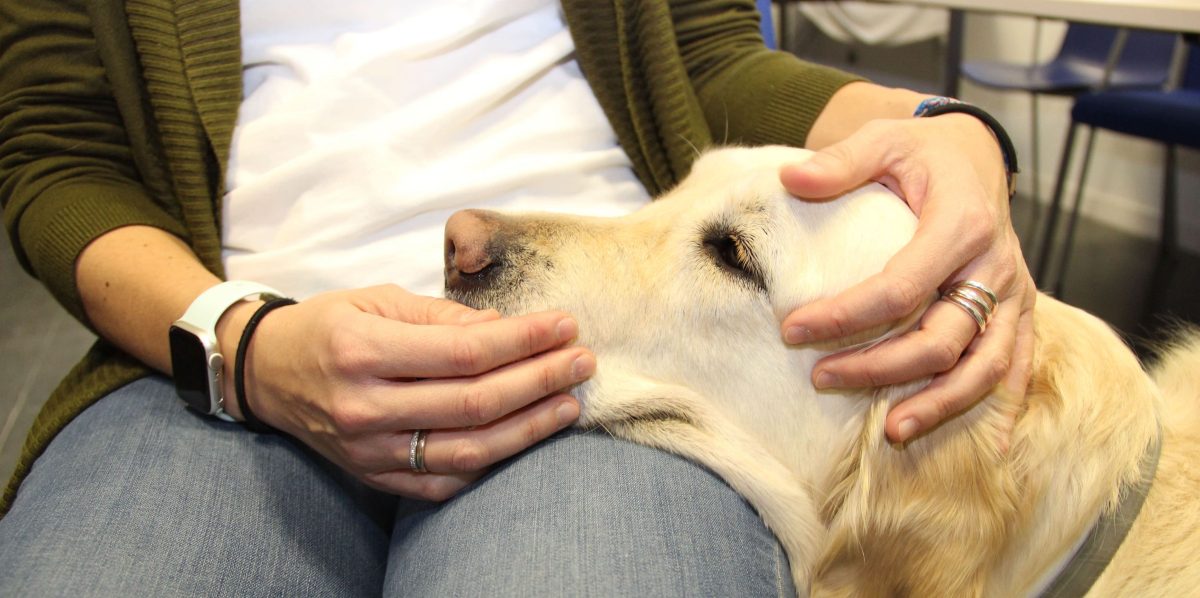 terapia asistida con animales