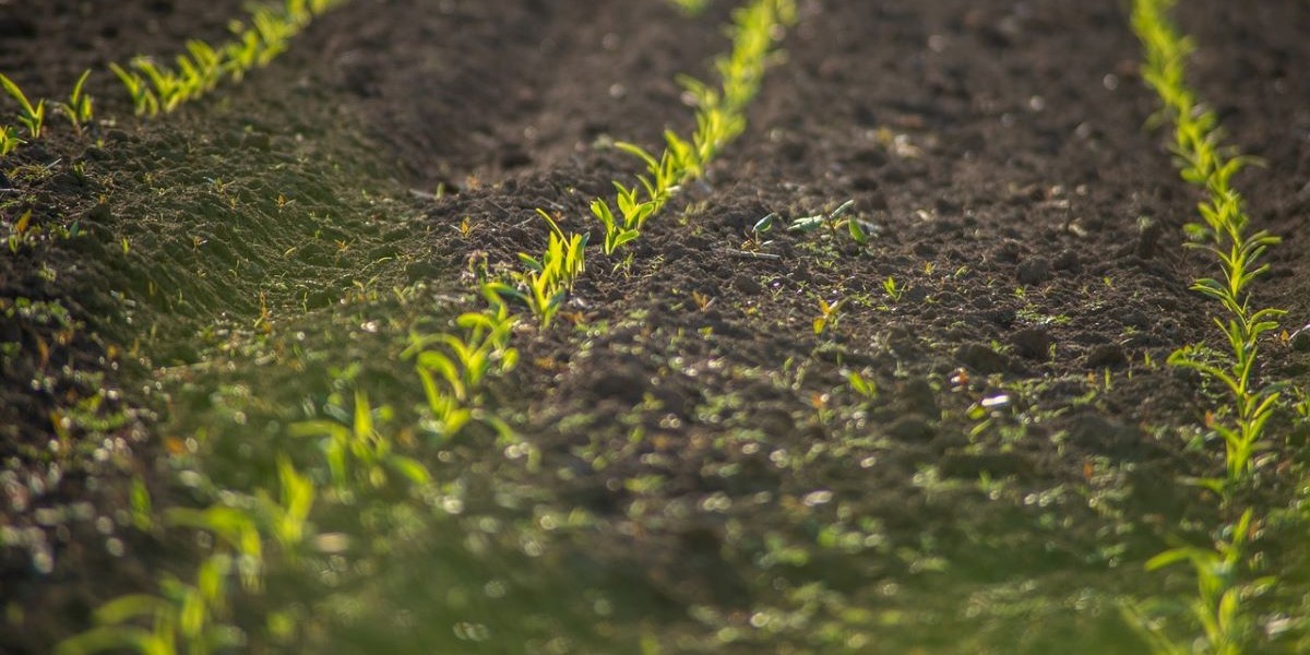 CultivEco: cómo ser más ecológico en los campos del Mar Menor