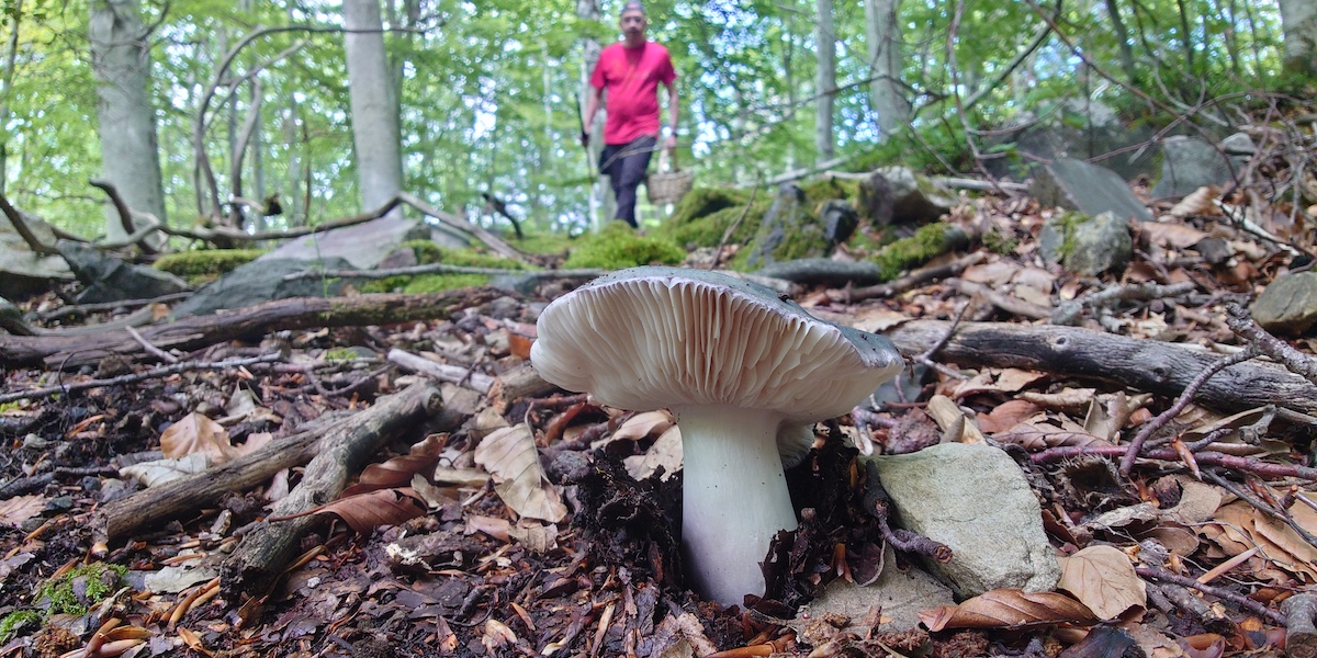 Fungiverso: las setas entran en escena de la bioeconomía rural