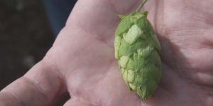 Lupia: el culmen de la recuperación del “oro verde” de la cerveza en Galicia