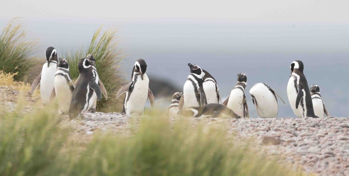 Pablo Borboroglu, el embajador de los pingüinos: "La divulgación es tan importante como la ciencia"