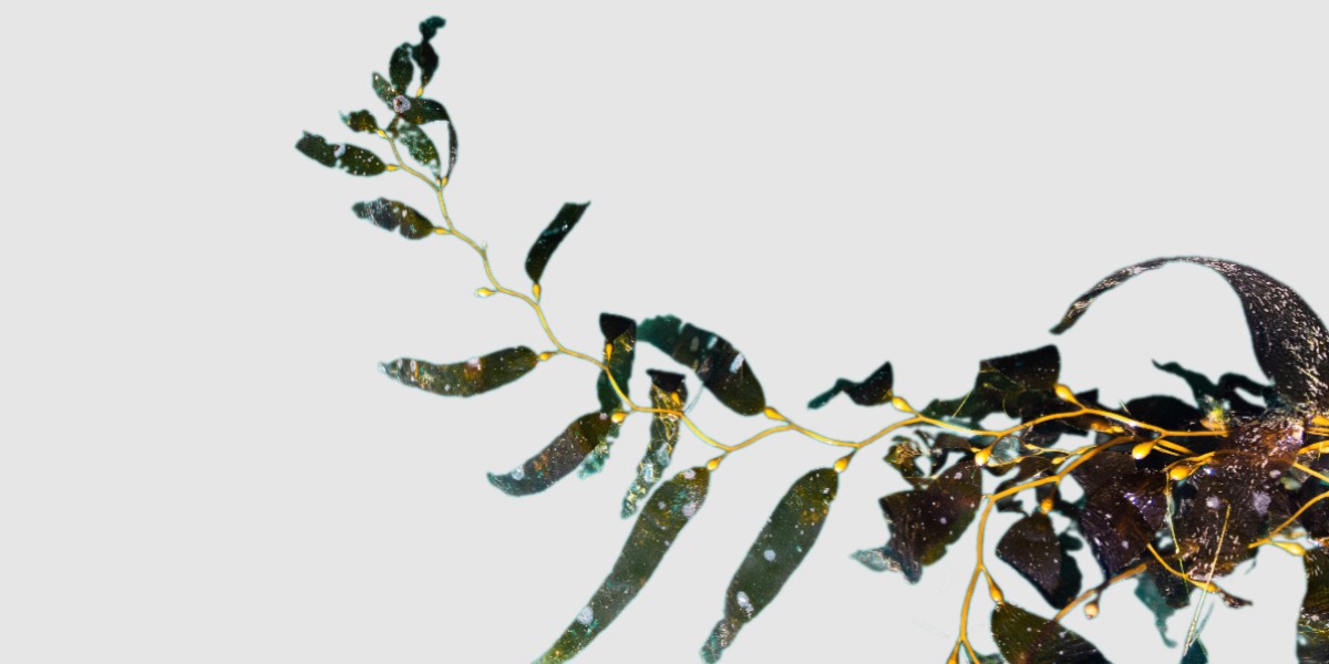 macroalgae bioinsumos