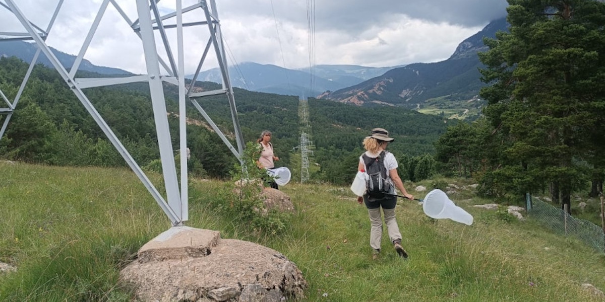 El mosaico de las líneas eléctricas que atrae a las mariposas