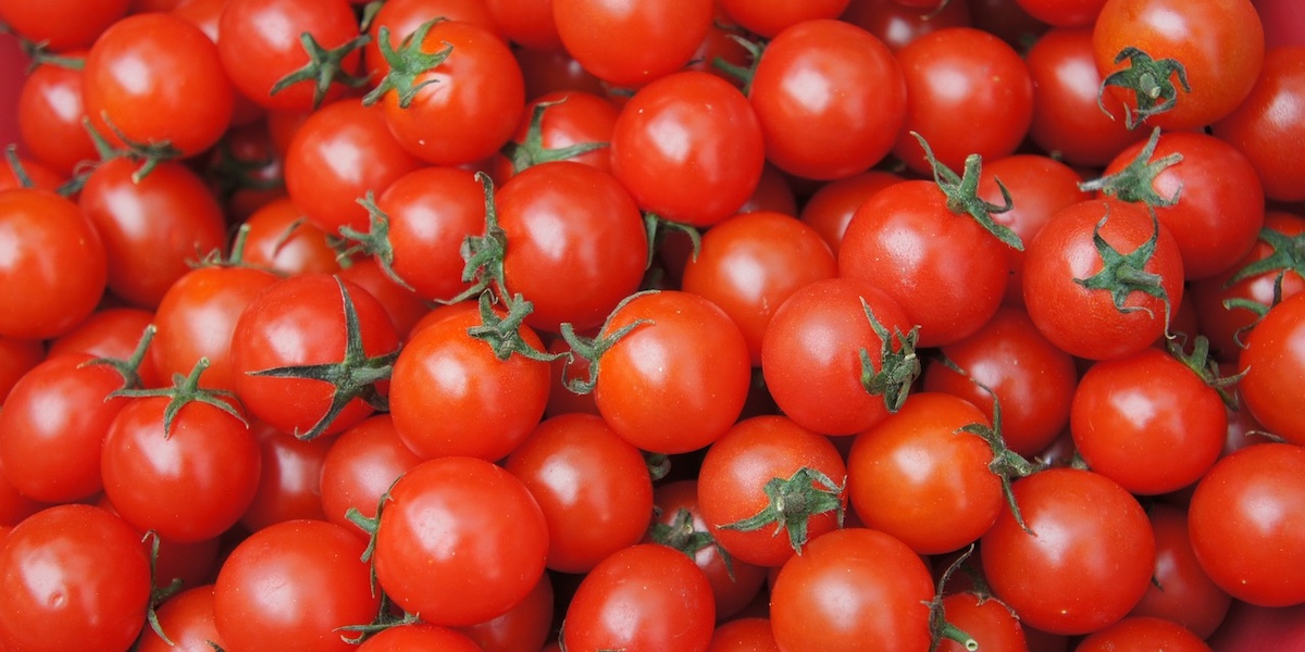 tomate extremadura