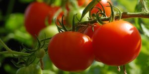 Más agricultura regenerativa para el tomate “responsable" de Miajadas