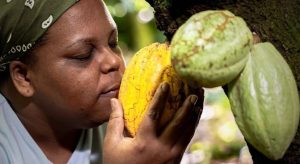 El gran impacto social de los pequeños emprendedores del cacao en Latinoamérica