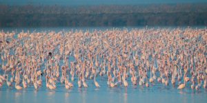 La marisma de Doñana se inundará con agua salobre a finales de siglo como consecuencia del cambio climático