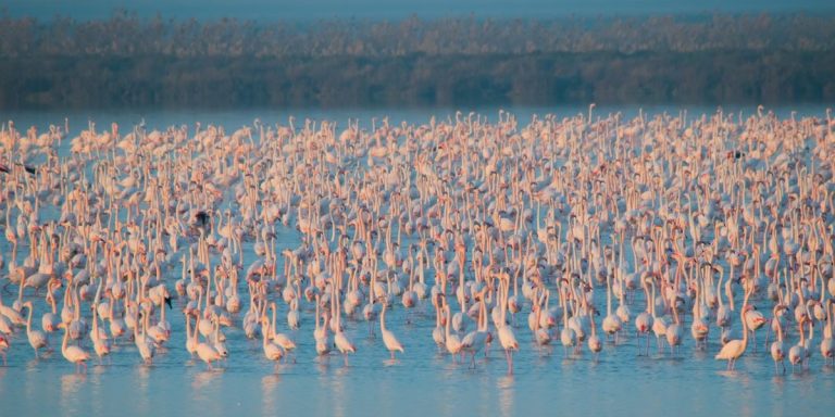 marisma de doñana inundación dique cambio climático