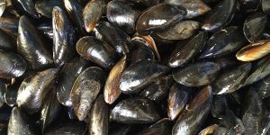 Los mejillones que viven en la ola digital