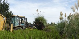 Retroexcavadoras contra las plantas invasoras del Ebro