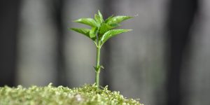 Las ventajas de saber cómo crecen los tallos de las plantas