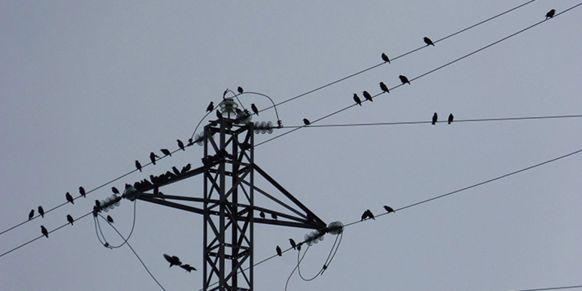 Red Electrica lineas electricas aves