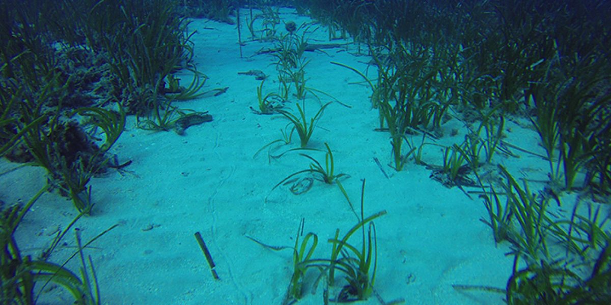 Red Eléctrica IMEDEA Posidonia oceanica